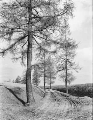 Oberlausitz. Lärchenweg : Lärchenhohlweg ("Kleine Straße") zwischen Crostwitz und Storcha