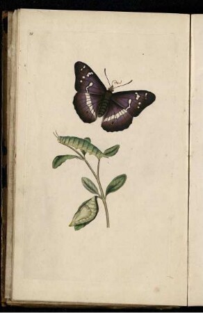Pl. 37 [bis] Pl. 40 [Pl. siehe arbabische Paginierung]