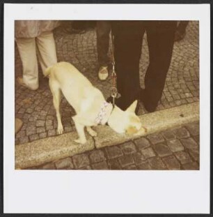 Oko in Weimar