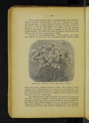 Glockenblume (Campanula Medium calycanthema compacta).