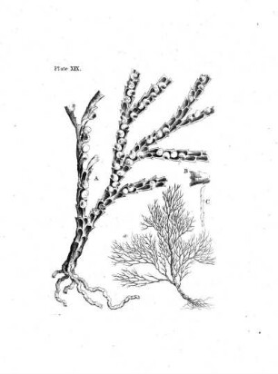 Plate XIX