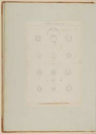 Die Bestandteile des menschlichen Augapfels [Vorzeichnung zu Samuel Thomas Soemmerring, Abbildungen des menschlichen Auges, Frankfurt am Main 1801, Tafel V ("linearische" Darstellung)]