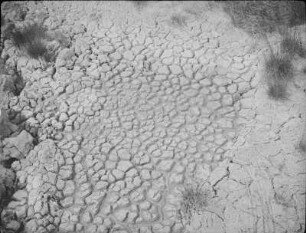 Maguntan Schlammvulkan : Getrocknete Schlammkuhle und angrenzende Vegetation