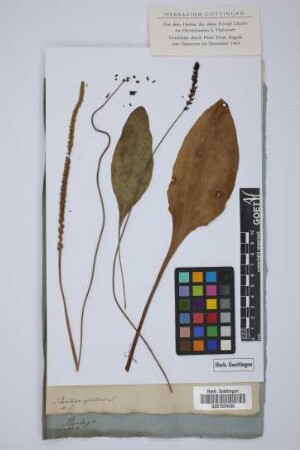 Plantago asiatica L.