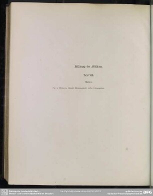 Erklärung der Abbildungen. Tafel VIII