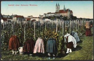 Meißen. Weinlese auf dem Ratsweinberg