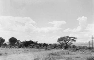 In der Ebene von Cobbo : Blick in eine ebene Savannenlandschaft