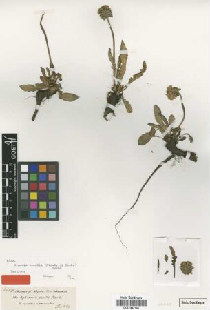 Cephalaria acaulis Steud. ex A.Rich. [isotype]
