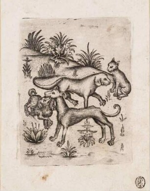 Drei Hunde und eine Katze