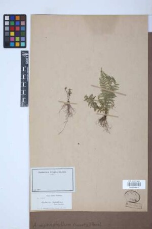 Asplenium myriophyllum