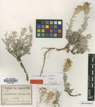 Centaurea parolinii DC.