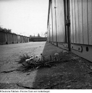 Frühling; Baumblüte Borthen Kauscha