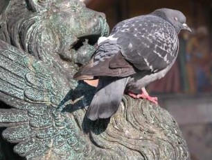 venedig, bronzener Löwe vom Fahnenmast vor dem Markusdom mit einer Taube vor dem Maul