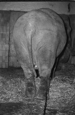 Reportage "Der Zoo wintert sich ein". Hinterteil eines Elefanten im Zoo Dresden