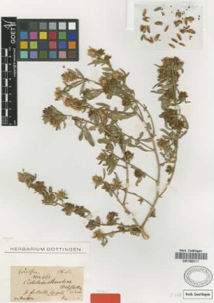 Crotalaria atrorubens Hochst. ex Benth. [isotype]