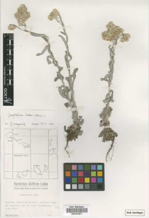 Gnaphalium