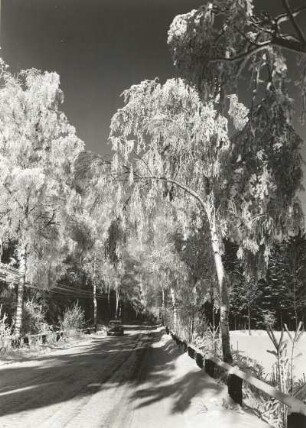 Osterzgebirge. Bäume mit Raureif an der Straße nach Frauenstein