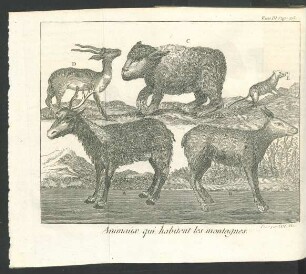 Tafel: Animaux qui habitent les montagnes.