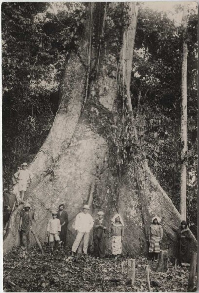 Gigantic liana in Perú