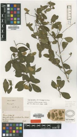 Chuncoa triflora Griseb. [lectotype]