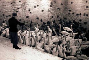 Potsdam: Schwan- und Lietzenfütterung, nahe