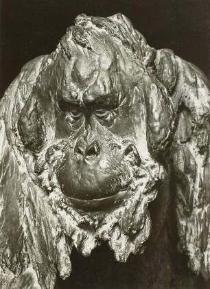 Laufender Orang-Utan