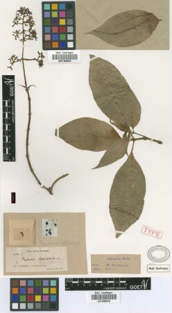 Psychotria hebecladoides Griseb.