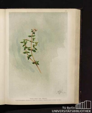 Thymus vulgaris Linné. Thymian.