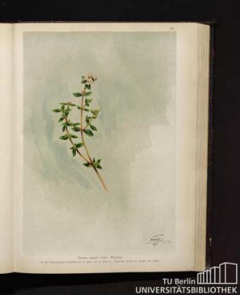 Thymus vulgaris Linné. Thymian.