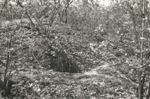 Raubtiere (Carnifora). Fuchs oder Rotfuchs (Vulpes vulpes L.), Bau