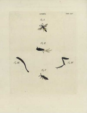 Tab. CXV.