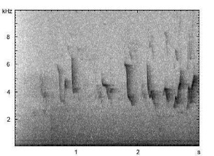 Fitis | Phylloscopus trochilus - atypischer Gesang