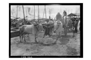 Ochsenkarren im Hafen : Südthailand. Im Hafen, Transport mit Ochsenkarren, 1908/1913