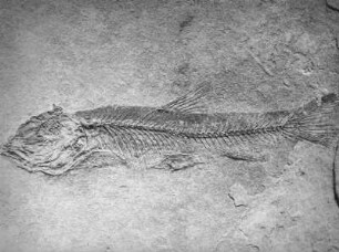 Fischabdruck (Leuciscus brevis). im oberoligozänem Diatomeeschiefer, Seifhennersdorf (Kreis Zittau)