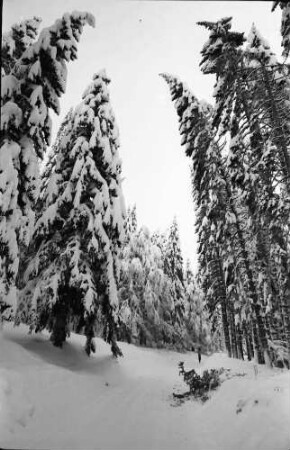 St. Blasien - Todtmoos: Verschneiter Tannenwald