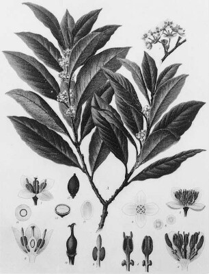 Lorbeer (Laurus nobilis), farbig : Geographie | Wirtschaftsgeographie | Zucker-, Gewürz- und Getränke liefernde Pflanzen | Gewürzplanzen (Muskatnuß, Zimt, Vanille)