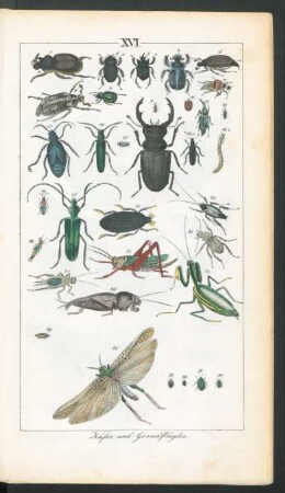 Tafel XVI.