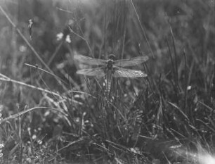 Libelle : Libelle (Odonata Fabricius) im Gras.