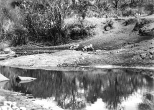 Warzenschweine : Warzenscheine an einer Wasserstelle