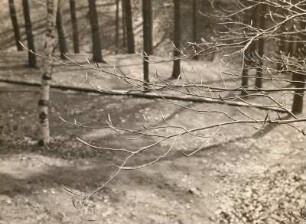 Rotbuche (Fagus sylvatica). Zweig mit Winterknospen