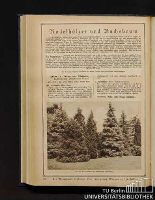 Nadelhölzer und Buchsbaum