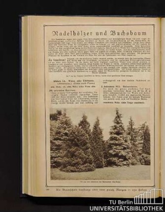 Nadelhölzer und Buchsbaum