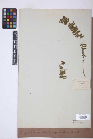 Asplenium lunulatum var. erectum (Bory ex Willd.) Baker