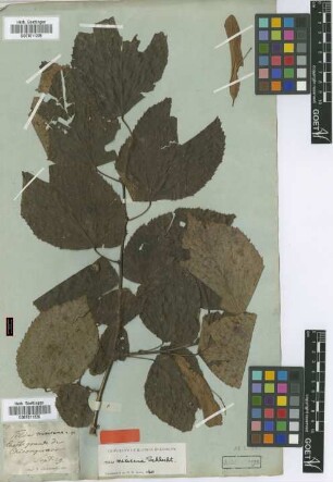 Tilia mexicana Schltdl. [isotype]