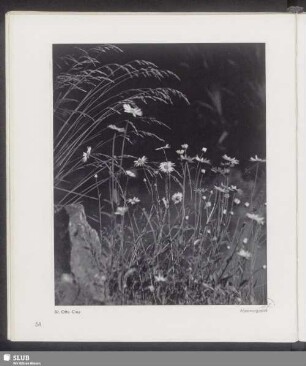 Alpenmarguerite