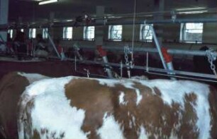 Fotografie: Milchviehhaltung, Anbindestall, Kuhtrainer