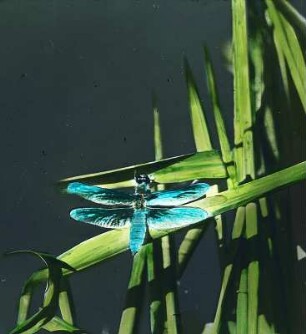 Insekten. Libelle (Odonata), abfliegend