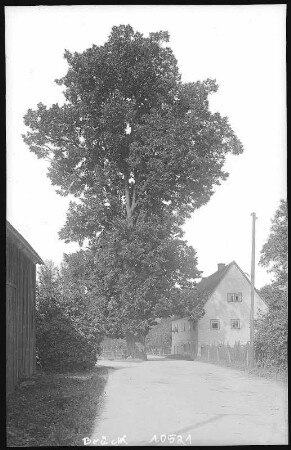 Dippoldiswalde. Alte Linde