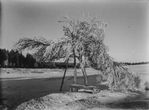 Am Flussufer : Reifbedeckter Baum am Schwarzwasser