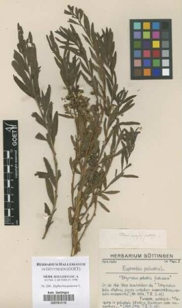 Euphorbia palustris L.
